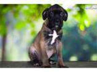 Bullmastiff Puppy for sale in Saint George, UT, USA
