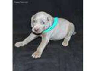 Weimaraner Puppy for sale in Liberty, TN, USA