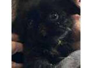 Brussels Griffon Puppy for sale in Decatur, MI, USA