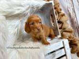 Dachshund Puppy for sale in Canyon, TX, USA