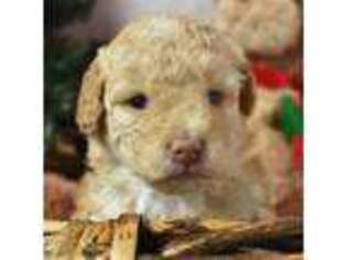 Mutt Puppy for sale in Galena, MO, USA