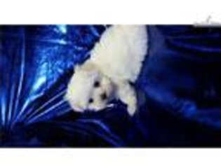 Maltese Puppy for sale in Jackson, MS, USA