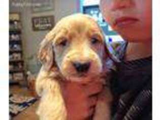 Goldendoodle Puppy for sale in Tyndall, SD, USA