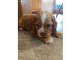 Cocker Spaniel Puppy for sale in Rock Valley, IA, USA