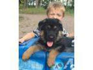 German Shepherd Dog Puppy for sale in BLOOMER, WI, USA