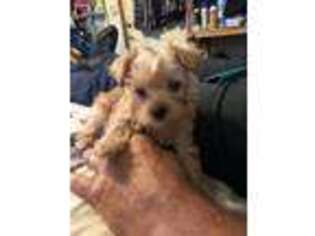 Yorkshire Terrier Puppy for sale in Long Lane, MO, USA