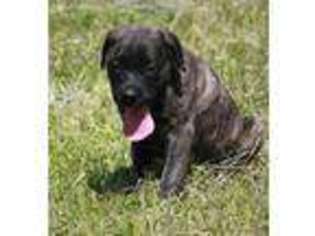 Mastiff Puppy for sale in Greenfield, MO, USA