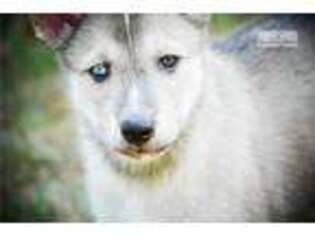 Wolf Hybrid Puppy for sale in Fayetteville, AR, USA