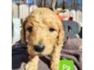 Goldendoodle Puppy for sale in Blacksburg, SC, USA