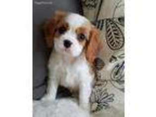 Cavalier King Charles Spaniel Puppy for sale in Piedmont, CA, USA