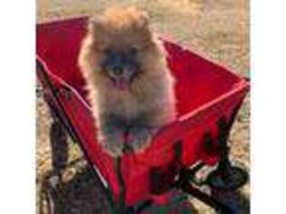 Pomeranian Puppy for sale in Aragon, GA, USA