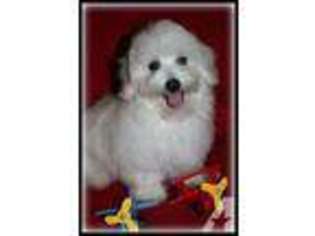 Coton de Tulear Puppy for sale in MAUMELLE, AR, USA