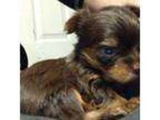 Yorkshire Terrier Puppy for sale in Dunnegan, MO, USA