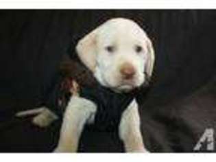 Labrador Retriever Puppy for sale in WORCESTER, MA, USA