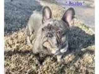 French Bulldog Puppy for sale in Colonial Heights, VA, USA