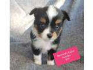 Miniature Australian Shepherd Puppy for sale in Saint Martinville, LA, USA