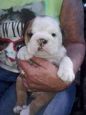 Bulldog Puppy for sale in Providence, RI, USA