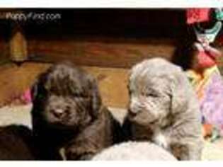 Newfoundland Puppy for sale in Pineville, WV, USA