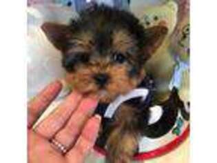 Yorkshire Terrier Puppy for sale in Big Sandy, TN, USA