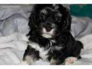 Havanese Puppy for sale in Swampscott, MA, USA