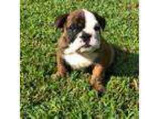 Bulldog Puppy for sale in Exeter, MO, USA