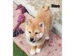 Shiba Inu Puppy for sale in Chino, CA, USA