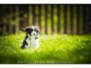 Border Collie Puppy for sale in Anderson, IN, USA