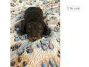 Dachshund Puppy for sale in Jonesboro, AR, USA