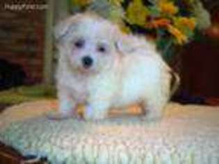 Maltese Puppy for sale in Crowley, TX, USA