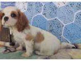Cavalier King Charles Spaniel Puppy for sale in Camden, MI, USA
