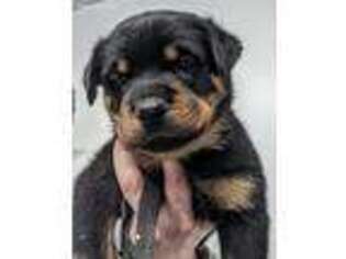 Rottweiler Puppy for sale in Middletown, MD, USA