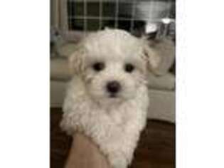 Maltese Puppy for sale in Eugene, OR, USA