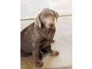 Labrador Retriever Puppy for sale in San Diego, CA, USA