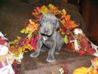 Great Dane Puppy for sale in JEFFERSON, NC, USA