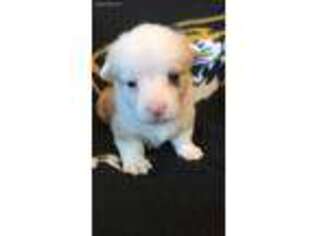 Pembroke Welsh Corgi Puppy for sale in Columbia, MO, USA
