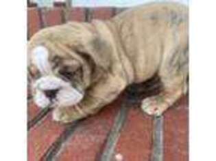 Bulldog Puppy for sale in Holdenville, OK, USA