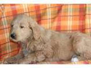 Goldendoodle Puppy for sale in Cedar Park, TX, USA