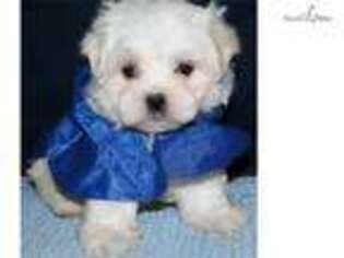 Mal-Shi Puppy for sale in Grand Forks, ND, USA