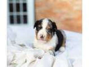 Miniature Australian Shepherd Puppy for sale in Waco, TX, USA
