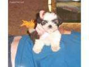 Mutt Puppy for sale in Granton, WI, USA