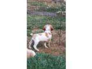 Brittany Puppy for sale in Veneta, OR, USA