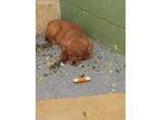 Golden Retriever Puppy for sale in Clayton, WI, USA