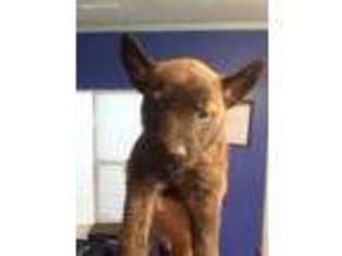 Dutch Shepherd Dog Puppy for sale in Augusta, GA, USA