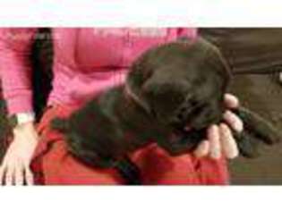 Cane Corso Puppy for sale in Saint George, KS, USA