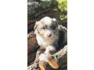Miniature Australian Shepherd Puppy for sale in Dalton, GA, USA