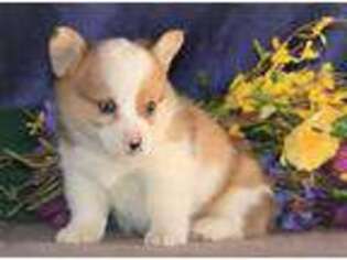 Pembroke Welsh Corgi Puppy for sale in Delta, PA, USA