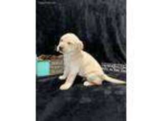 Labrador Retriever Puppy for sale in Jefferson, SC, USA