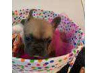 French Bulldog Puppy for sale in Vienna, WV, USA