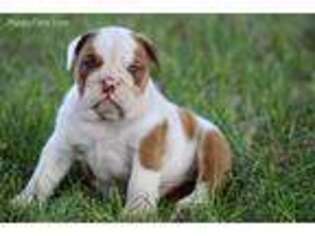 Bulldog Puppy for sale in Bradford, OH, USA