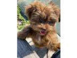 Shorkie Tzu Puppy for sale in Canal Winchester, OH, USA